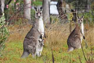 Kangaroos can be seen at various locations in Budgee Budgee, particularly at dusk.