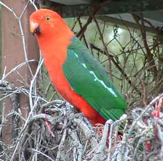Friendly King Parrots are common in Budgee Budgee