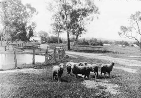 Mudgee prize sheep c 1901 