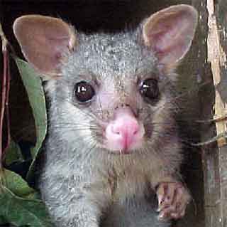 Possums take up residence in farm sheds or sometimes in the roof of a house. Their natural habitat is a tree hollow.